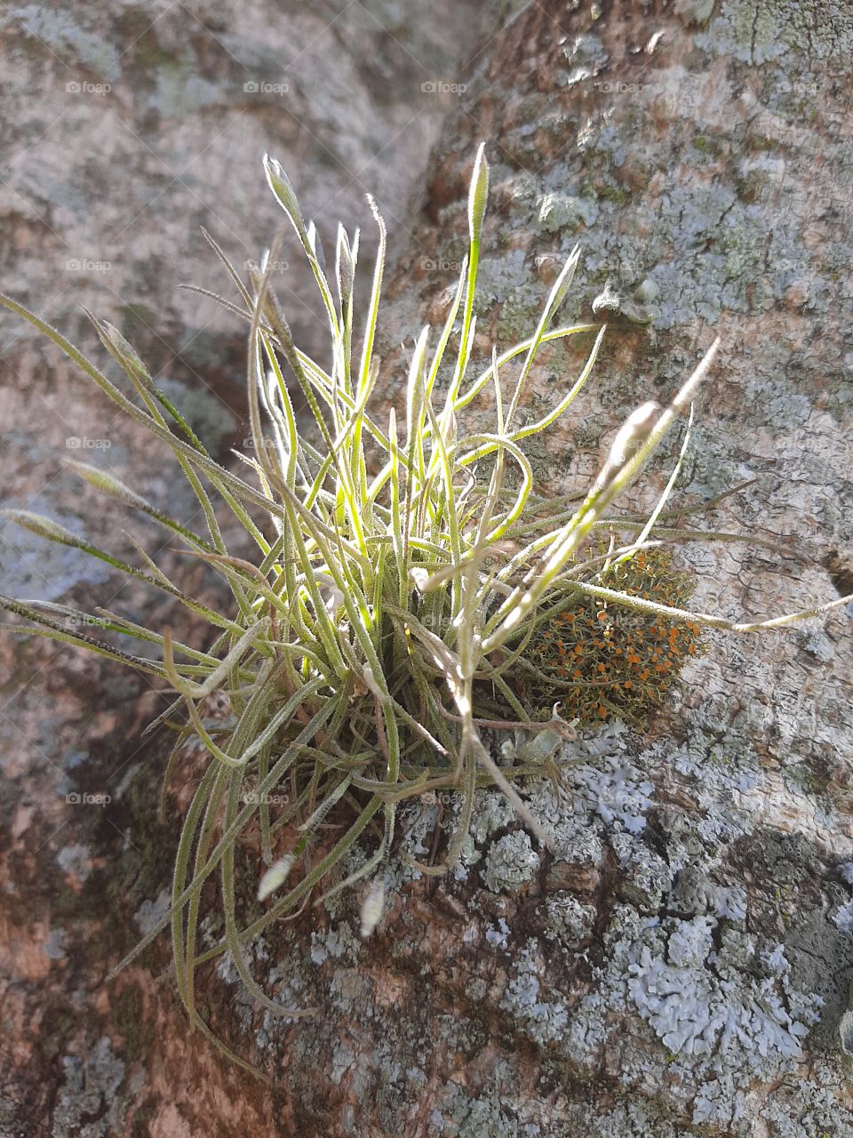 Branch of vegetation illuminated by the sun's rays.