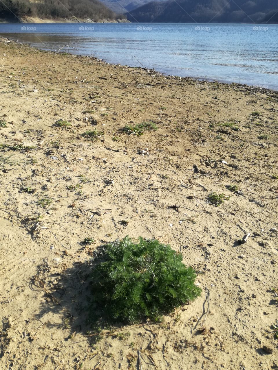 It's spring. New life on the sand