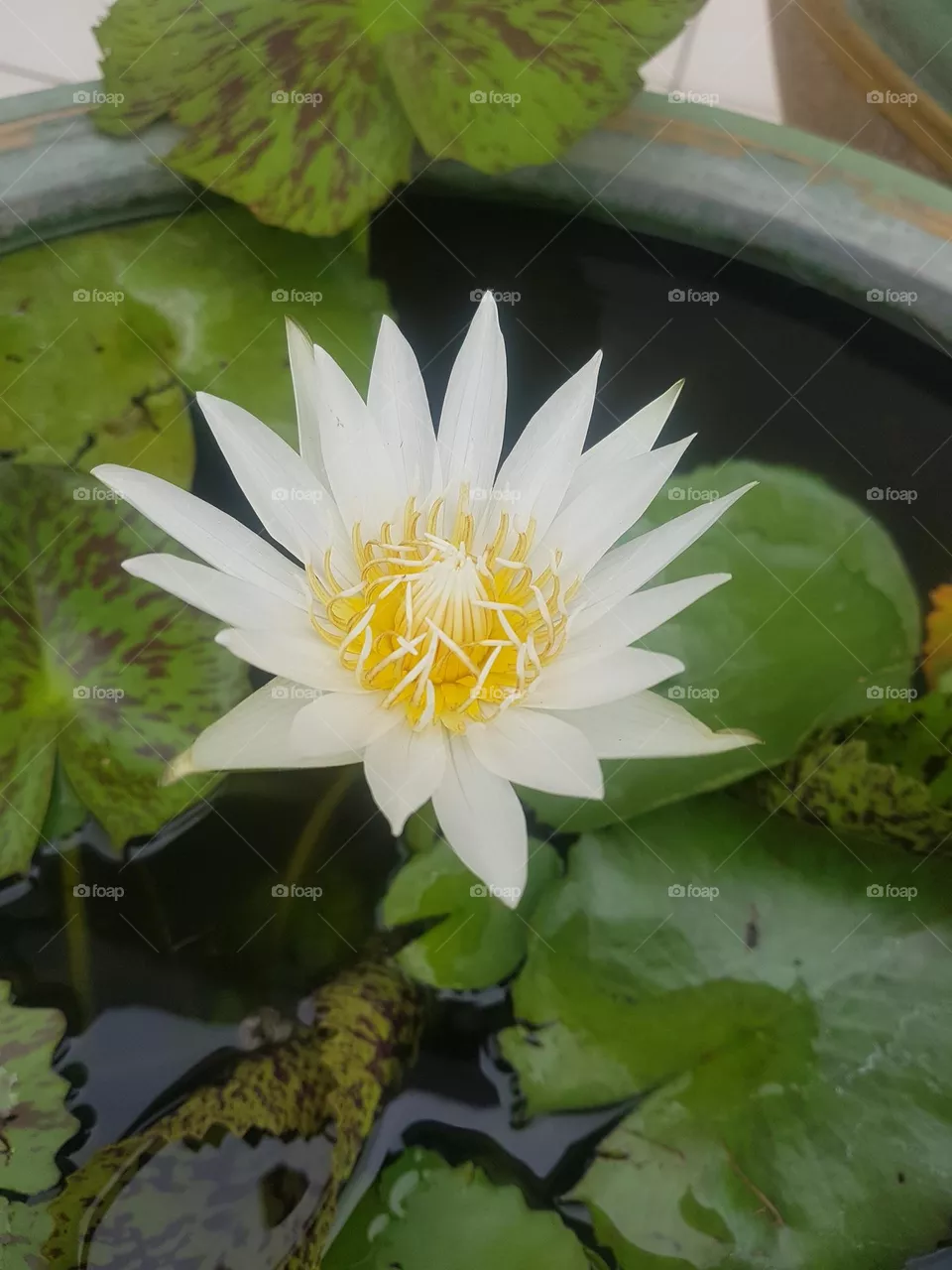 colored lotus