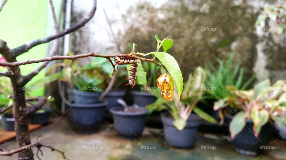 caterpillar and cocoon photo