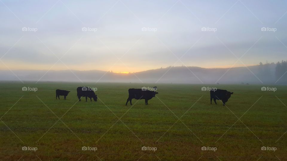 cows in morning