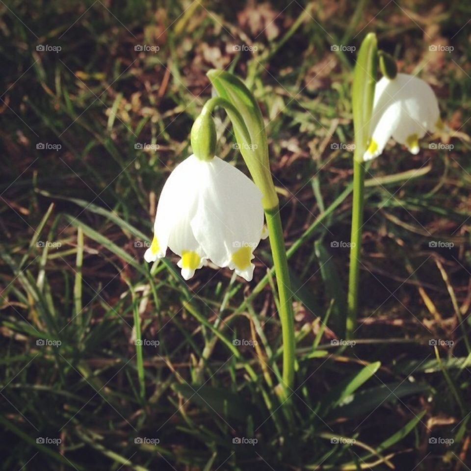 Snowdrops 