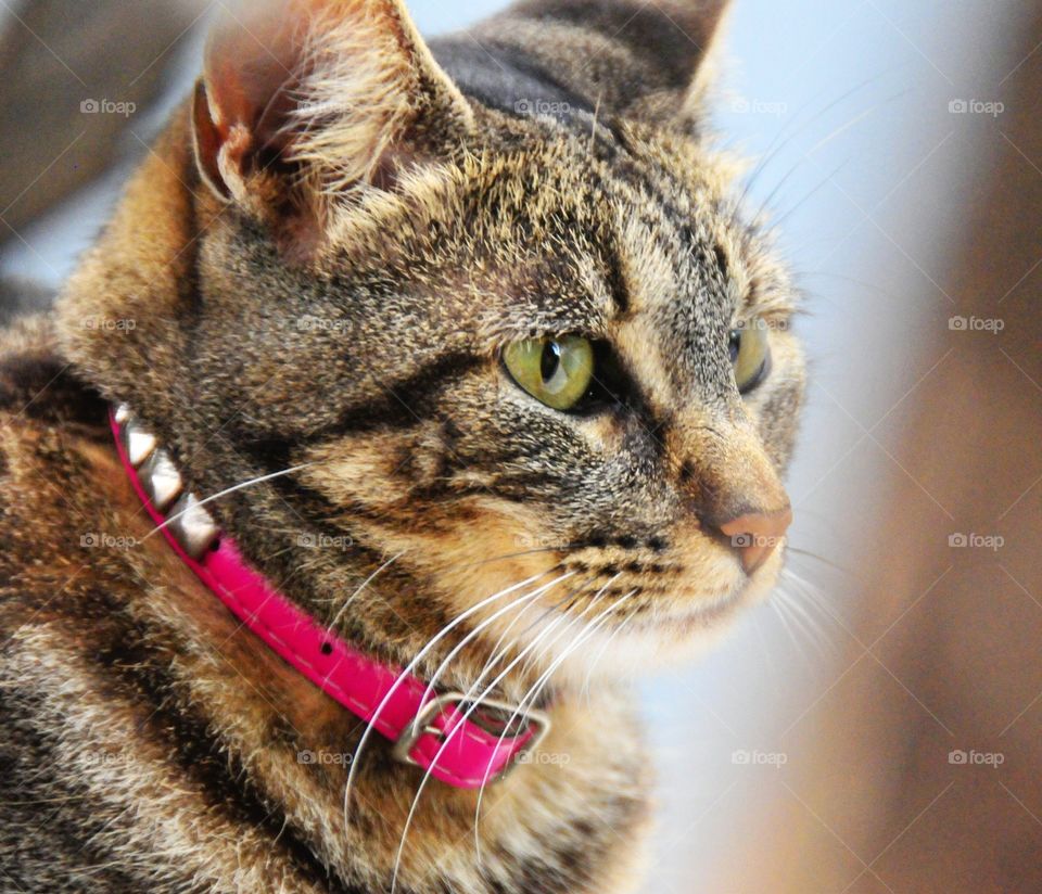 Tabby cat weared a pink collar