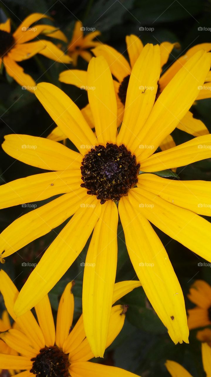 No Person, Flower, Nature, Flora, Summer