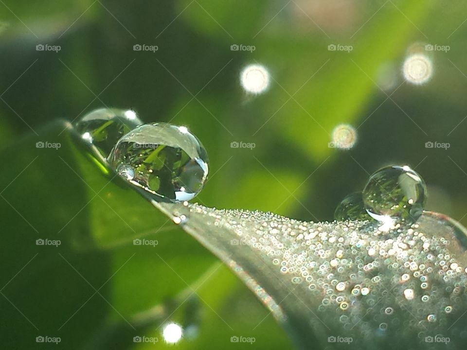 Dew Drop Diamonds