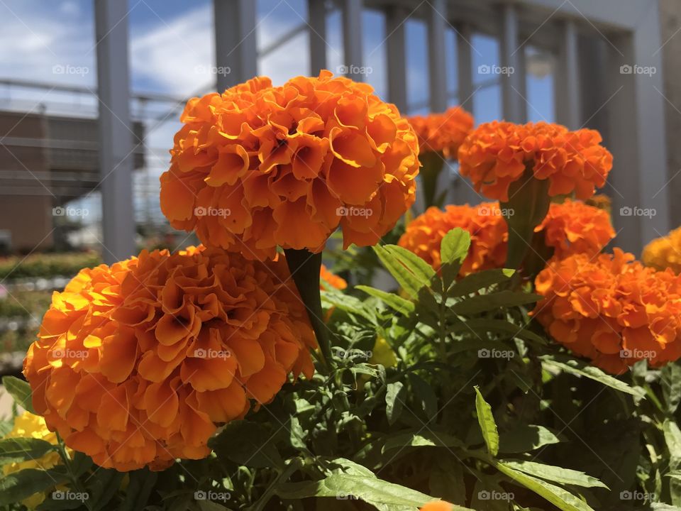 Pretty orange flowers 