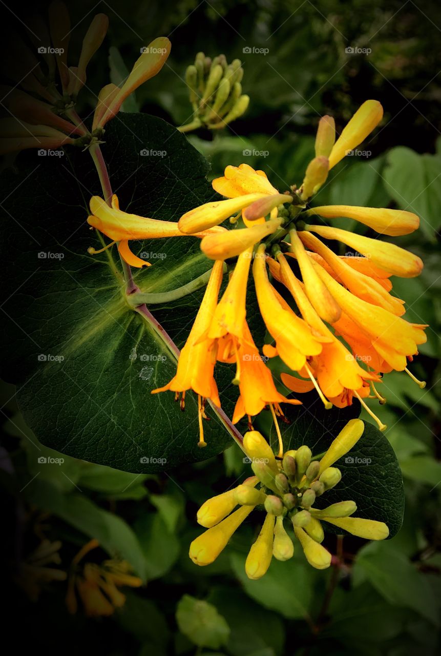 Honeysuckle vine