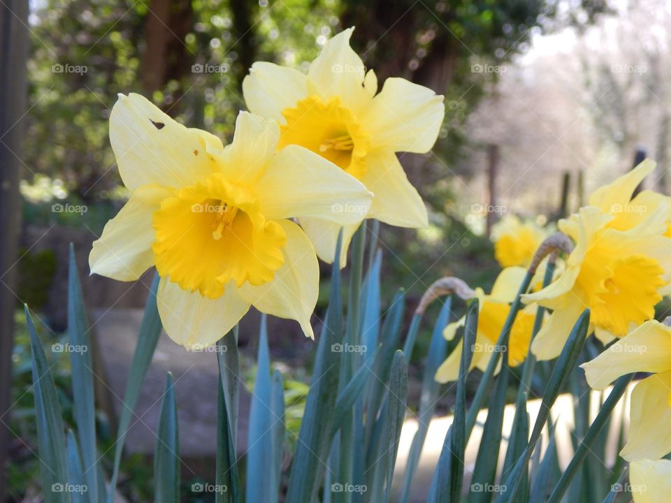 Daffodils up close