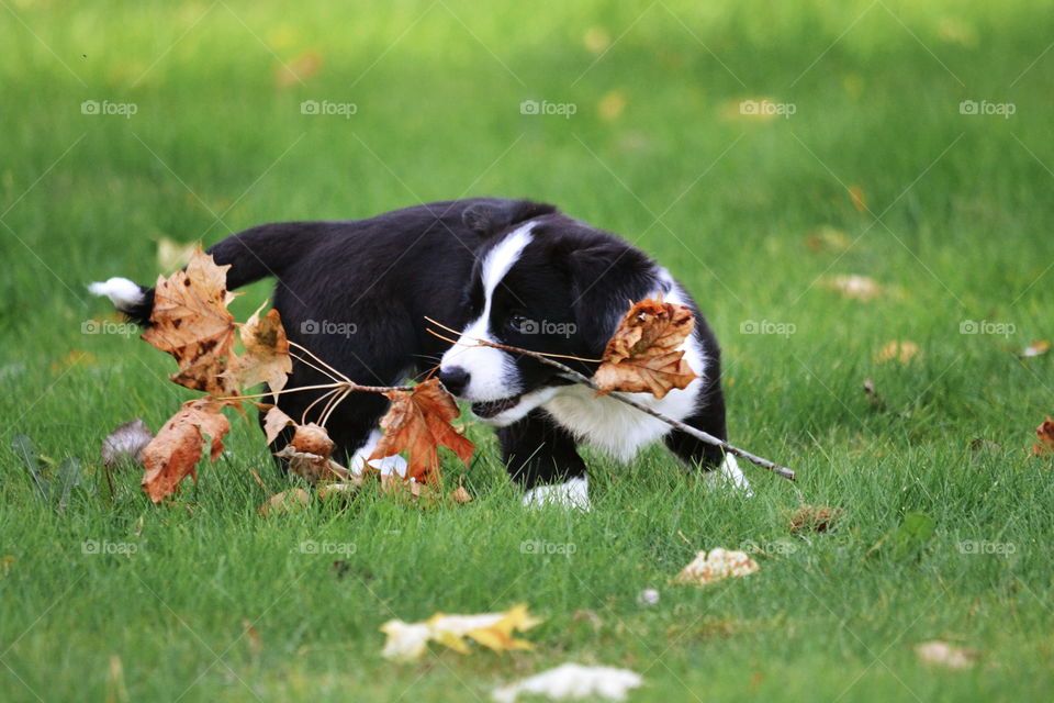 Cute puppy playing with a stick