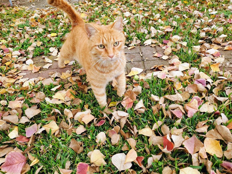 An orange tabby surrounded by matching color fall leaves on the ground.