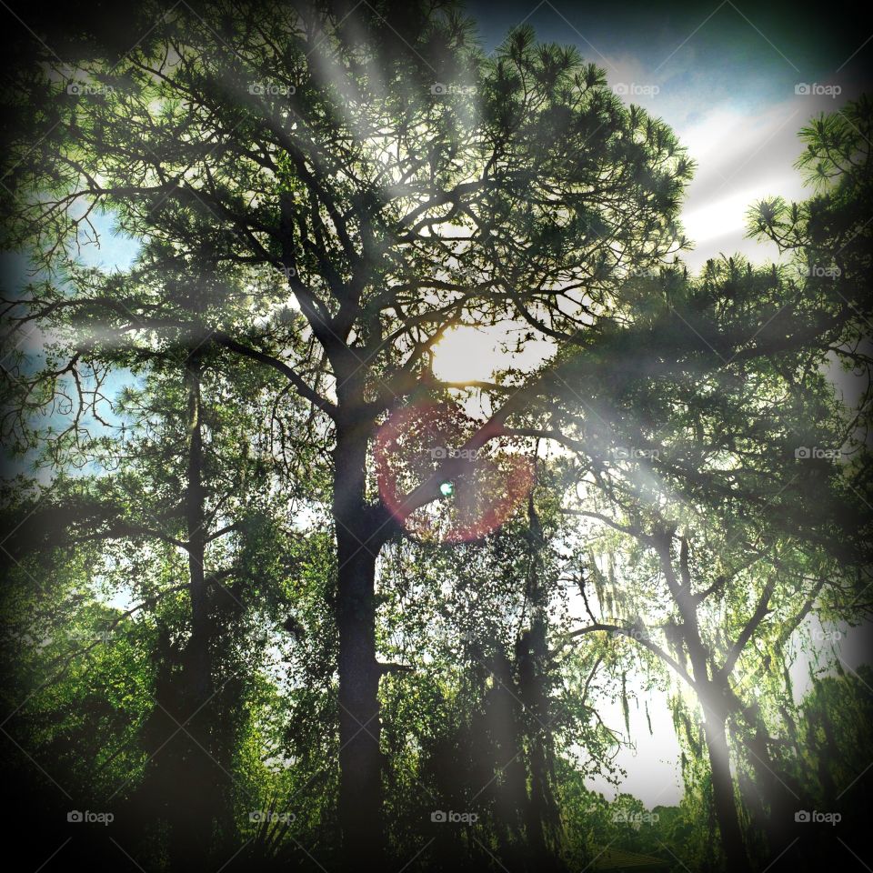 Sunlight through the forest. Sunlight through the forest