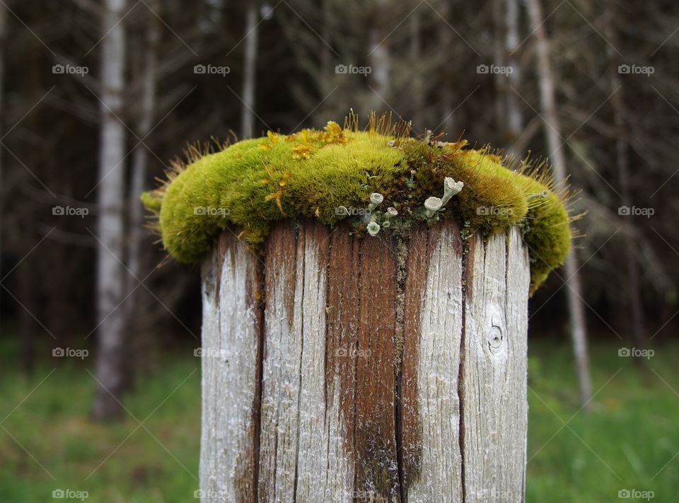 A old wooden fence post covered with a thick layer of moss and fungus shoots for a barrier between a farm and the forest in rural Western Oregon on a spring day. 