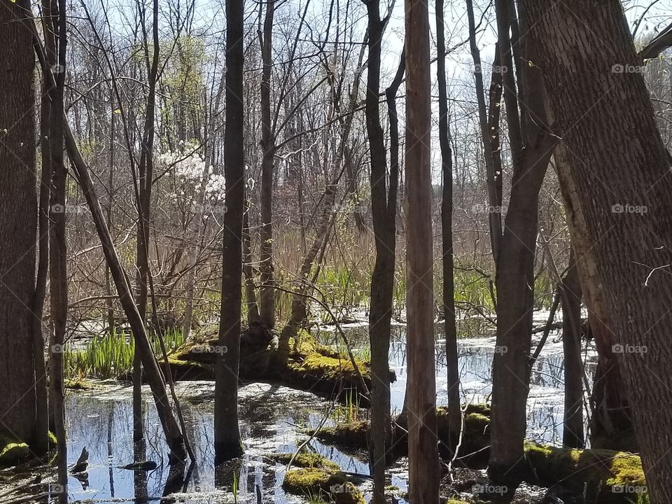 Spring Swamp