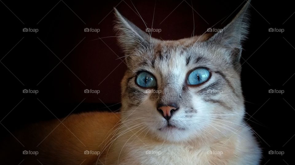Os olhos azuis claros do gato. Parece assustado, "surpreso, admirado".