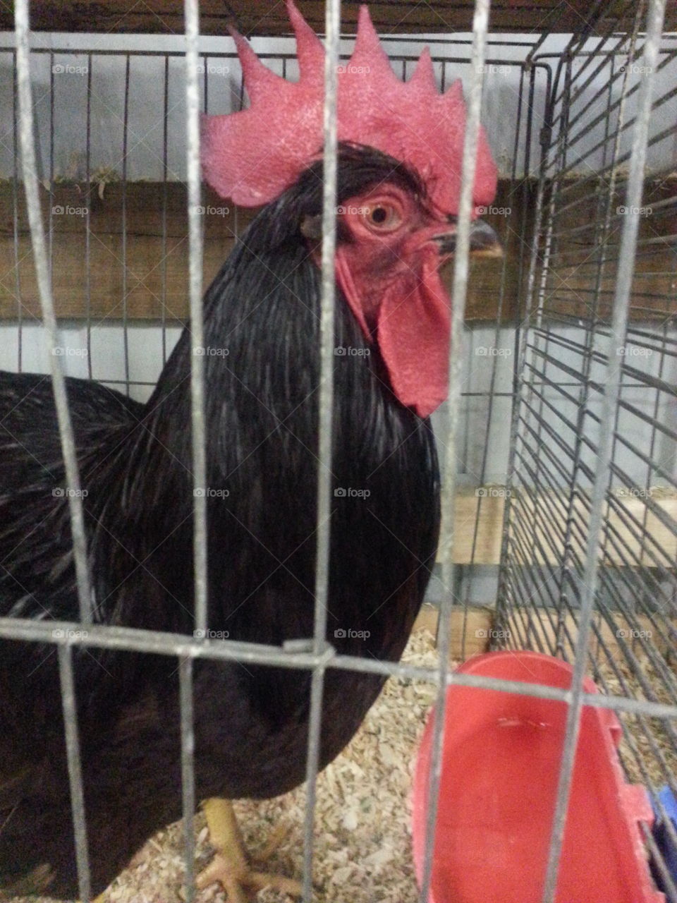 Champion Rooster