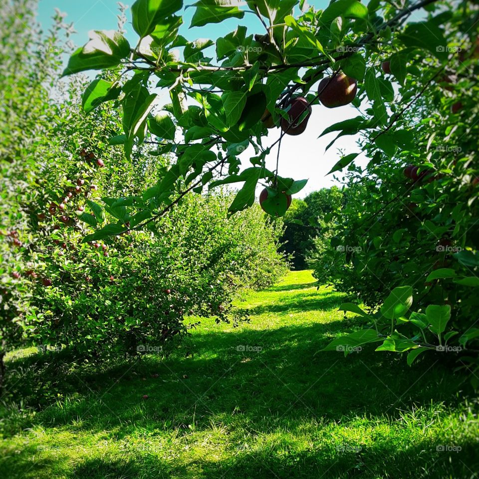 apple orchard