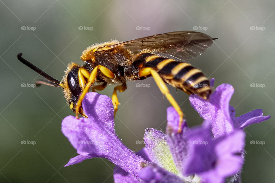 Wasp