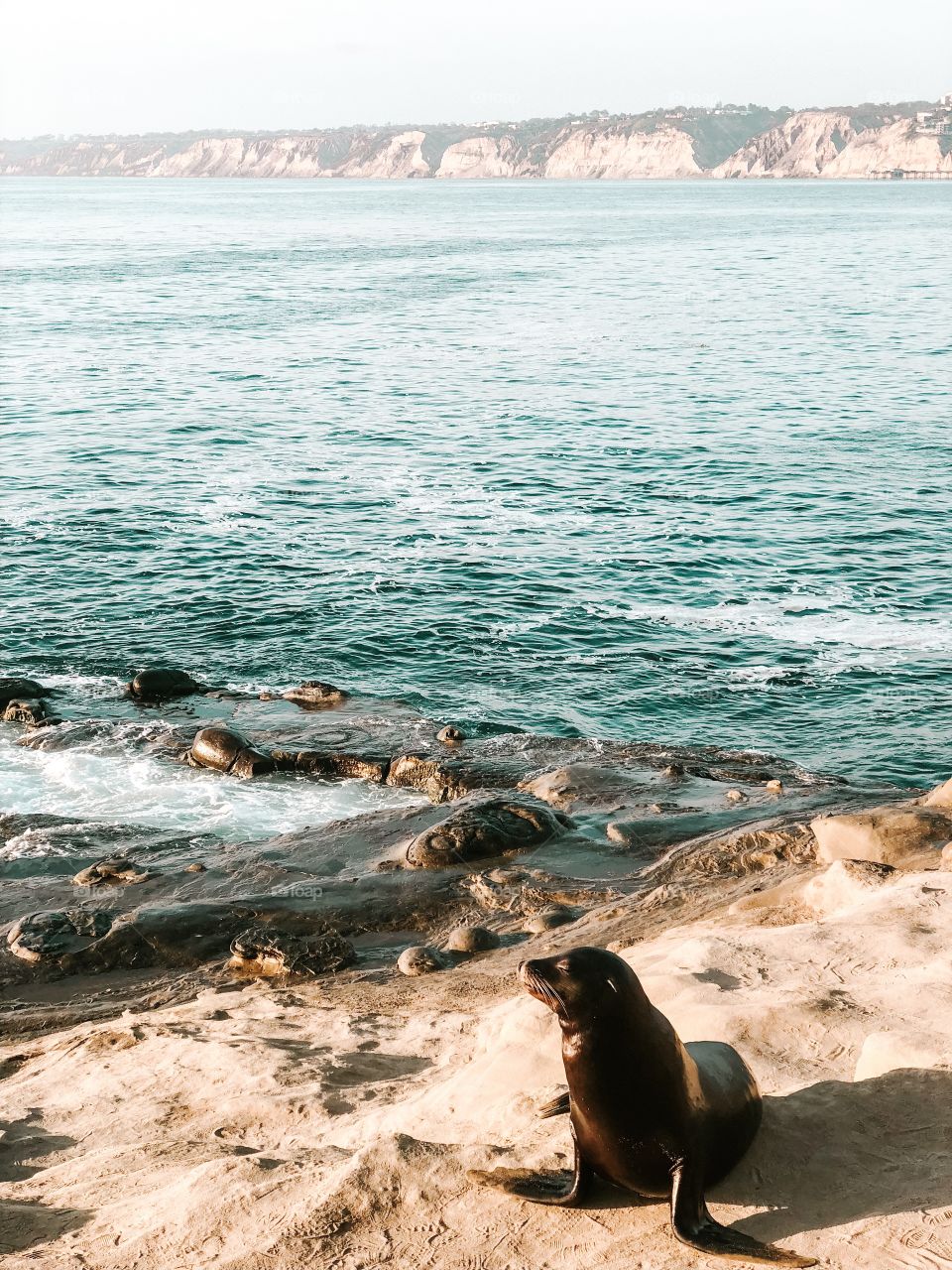 Seal chillin in Cali 