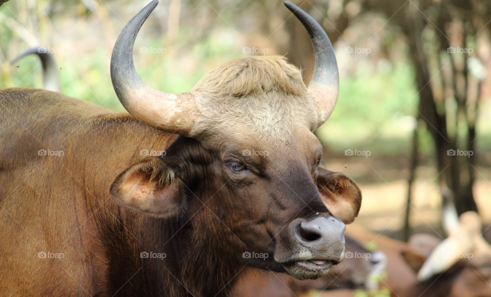 Gaur - Indian bison.. Taken in vandaloor zoo using Canon rebel t5.