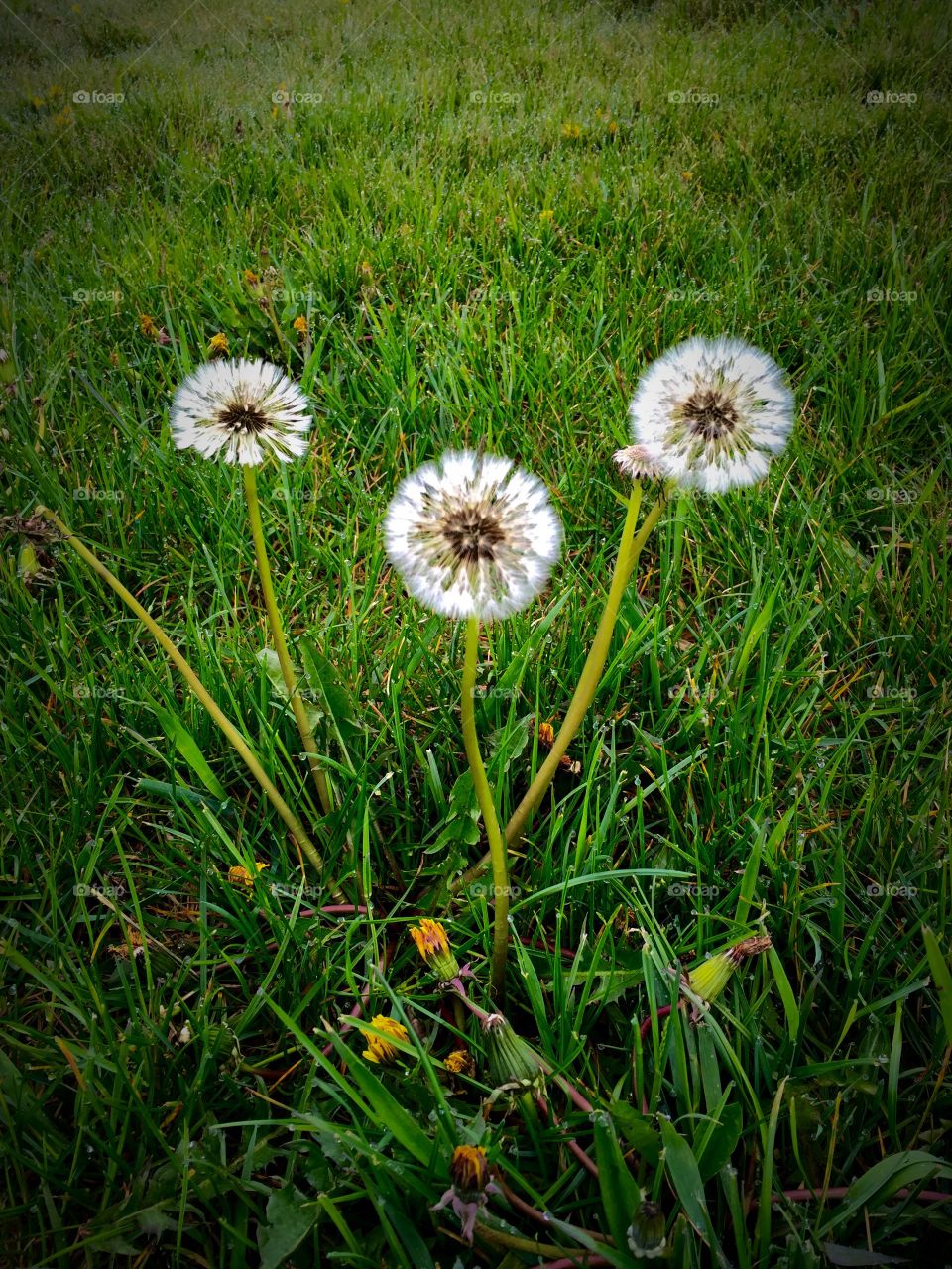Dandelions Can Be Pretty Too