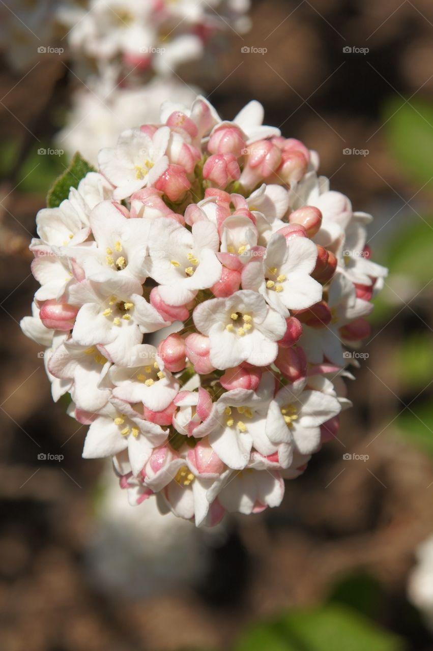 White flowers with pink buds