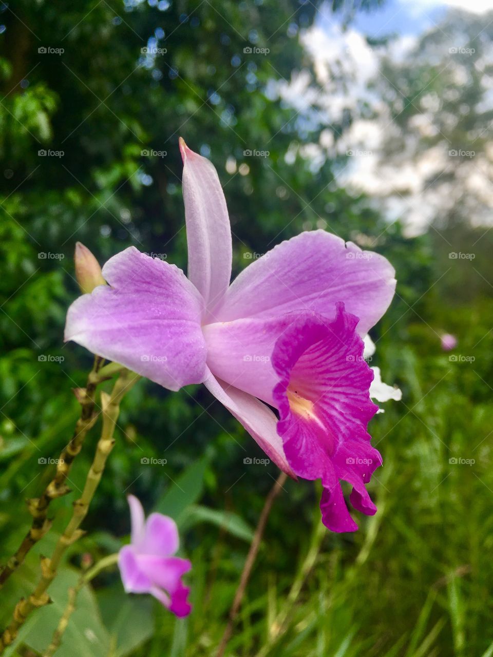 Flores maravilhosas de um país tropical - cultivadas com muito carinho, mostrando-nos sua beleza. 