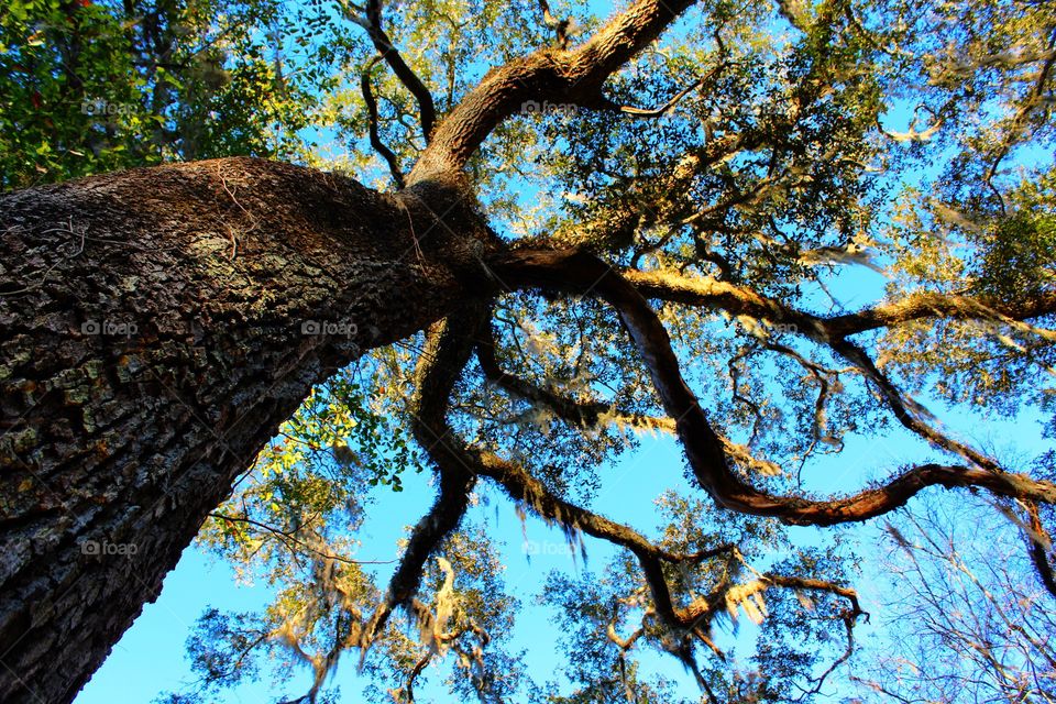 Low angle view of oak tree