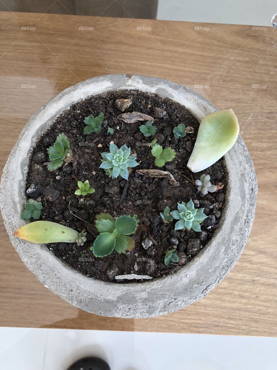 Several succulent plants growing in a cement pot