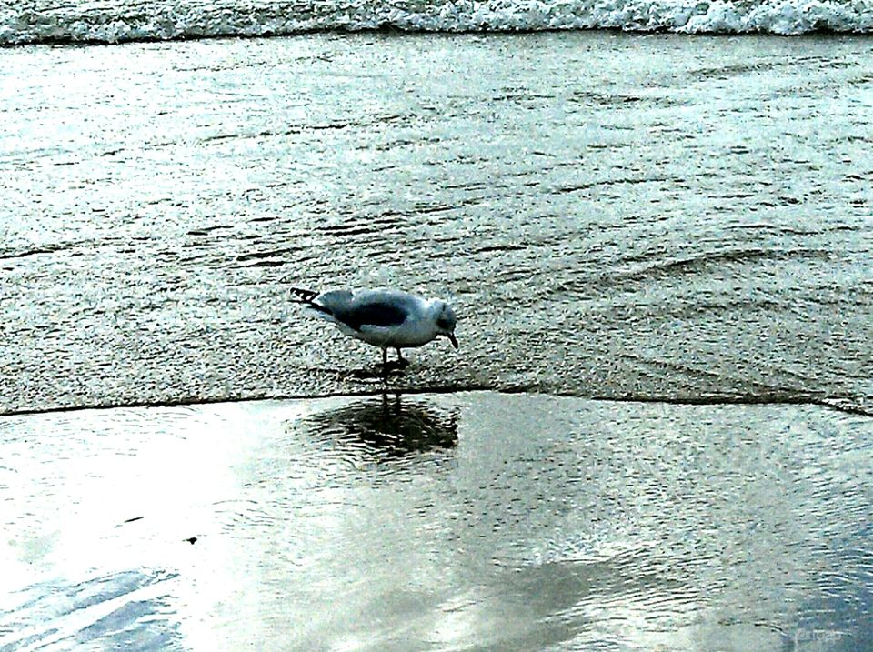 lone seagull at Great Lakes edge