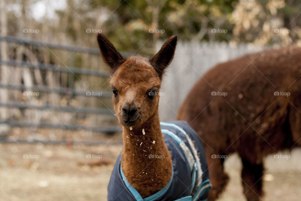 1 week old alpaca