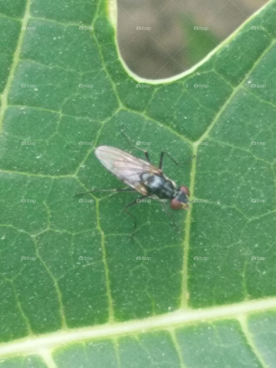 amazing peculiar little fly on leaf