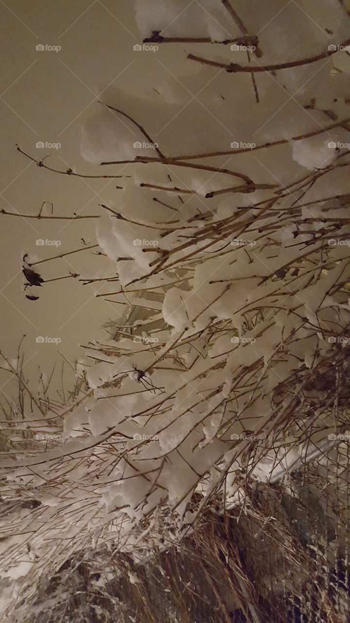 Winter White. 1st snow storm 2015