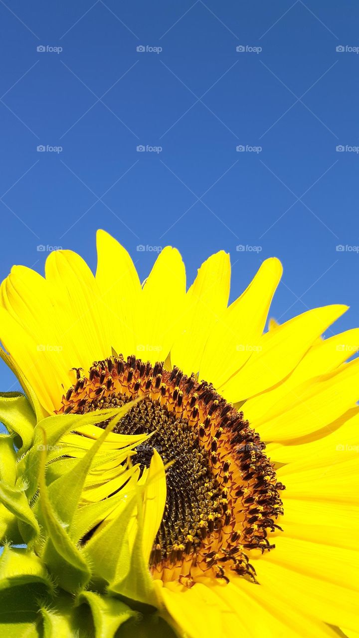 Yellow Sunflower Opening Against Blue Sky