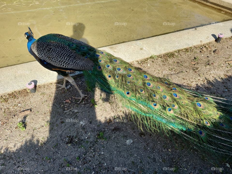 Peacock