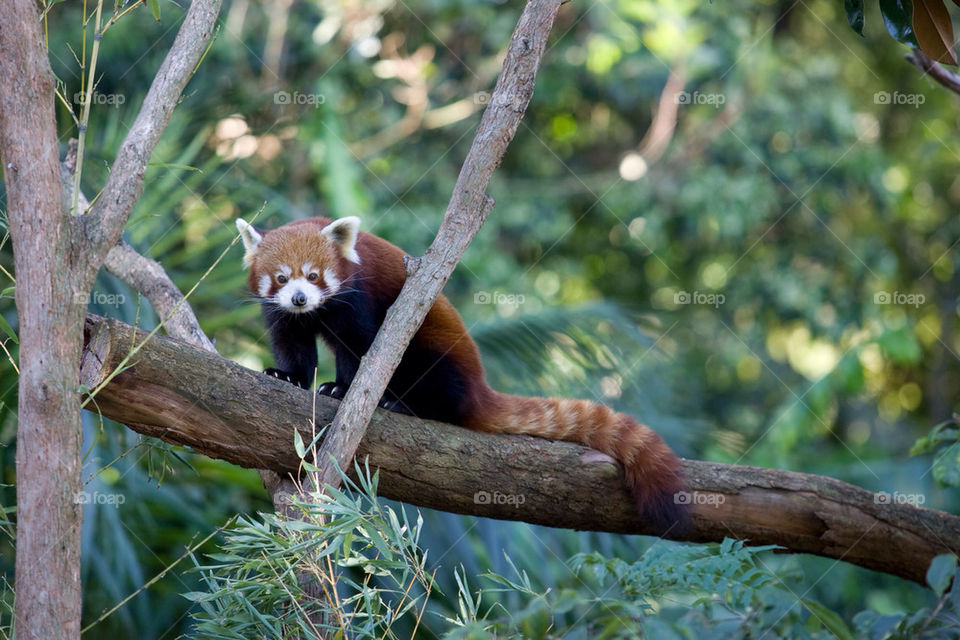 green red china tree by splicanka