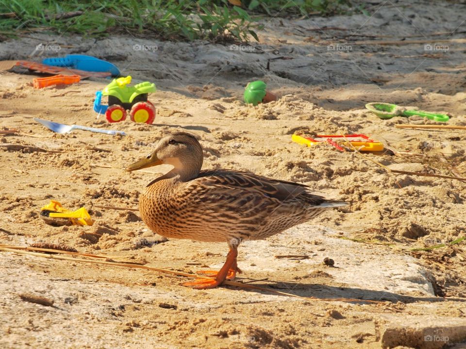 Duck on the Beach