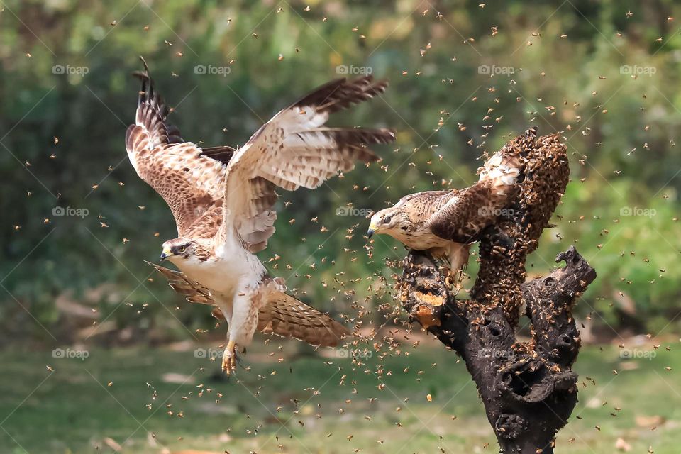 War between bees and eagles