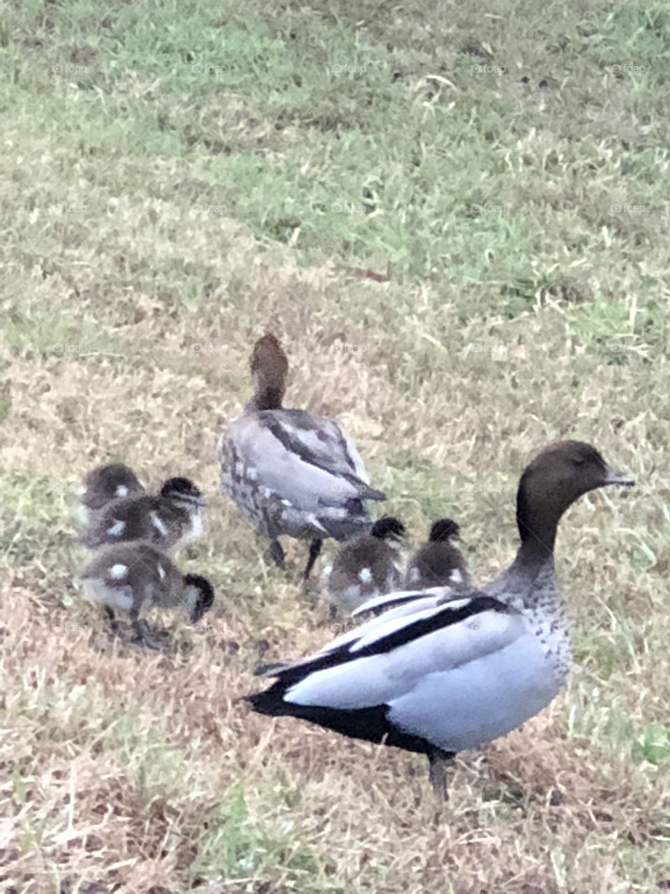 Ducks with ducklings 