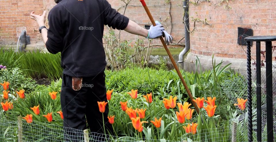 The gardener . Male gardener explaining how to plant