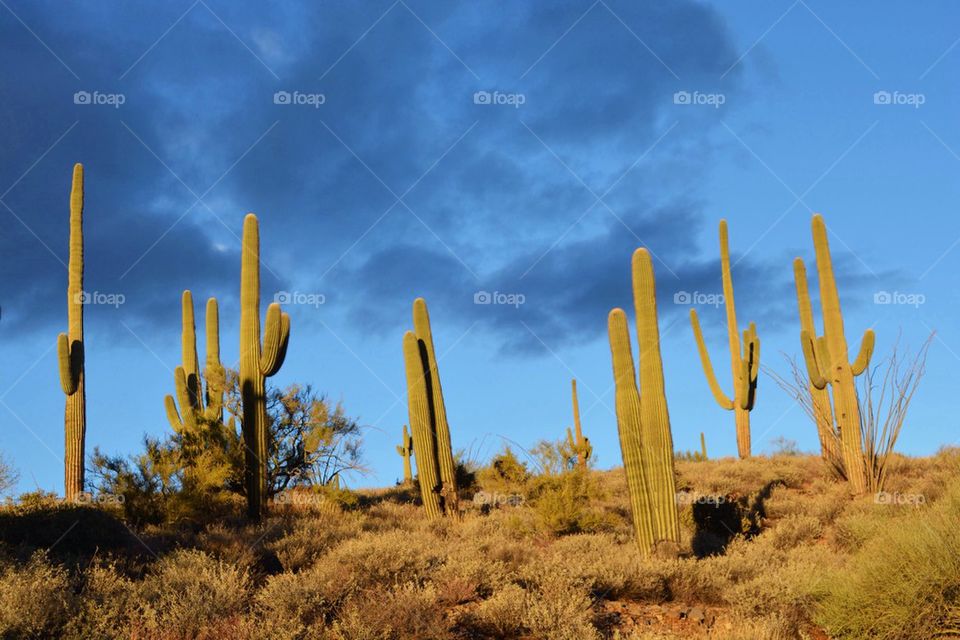 Sunset Over Cacti in Arizona