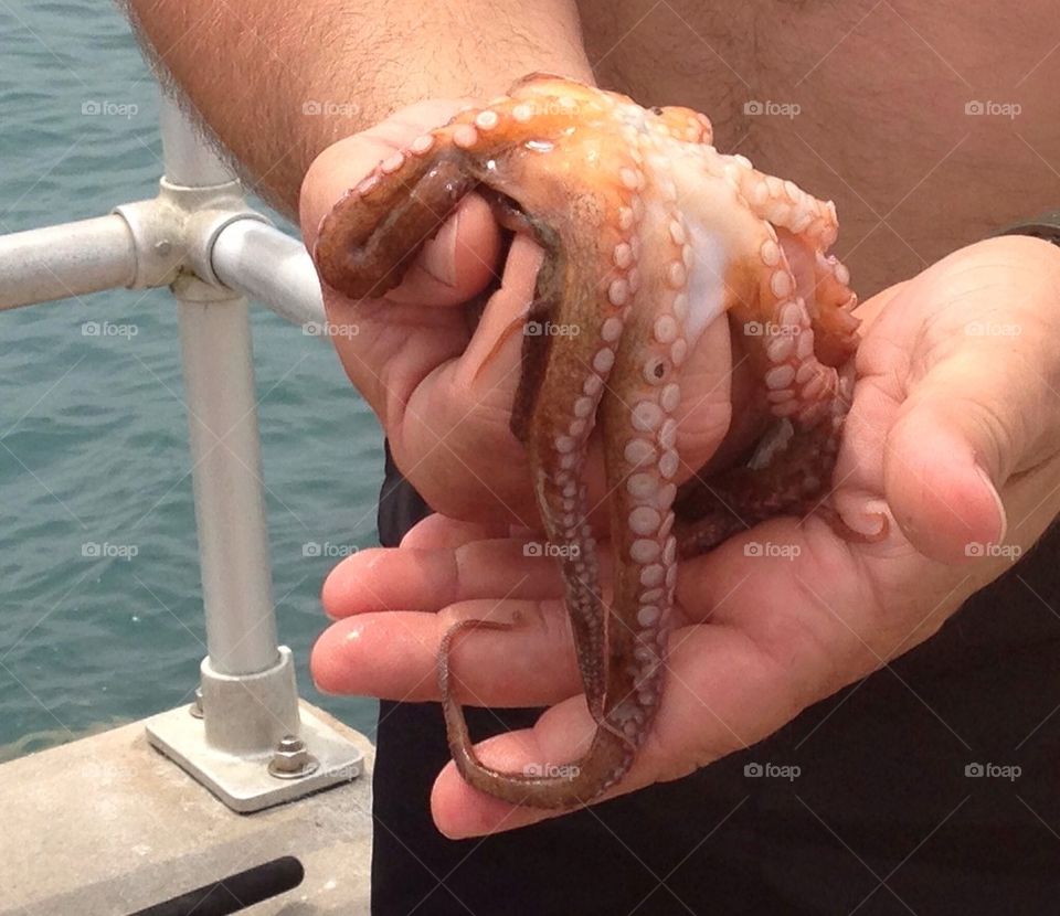 Octopus in hand
