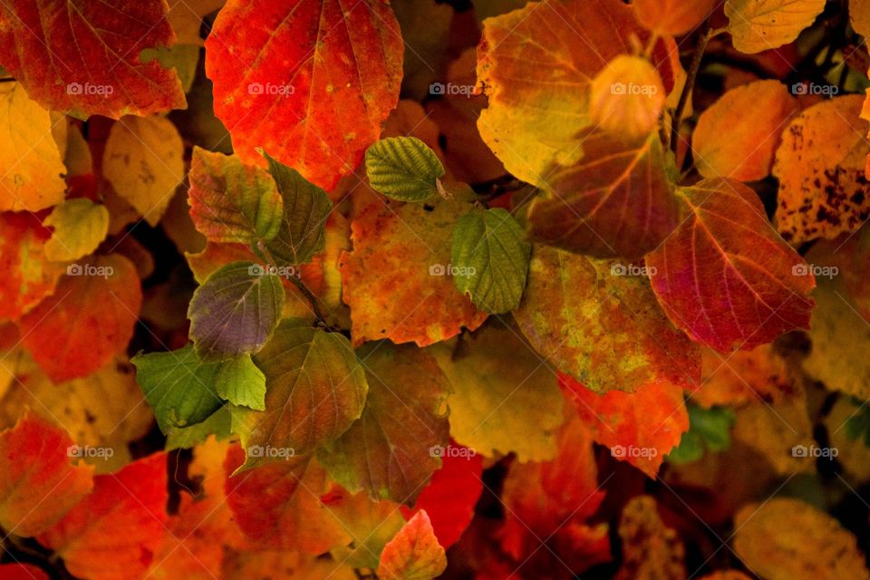 Gorgeous autumn leaves