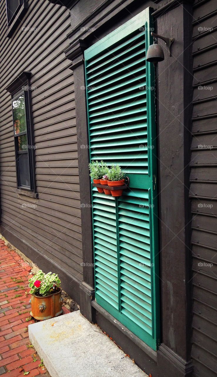 Potted plant on closed door with wooden wall