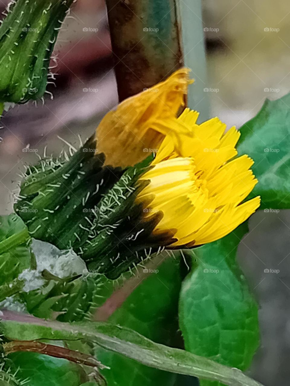 the sun in your eyes