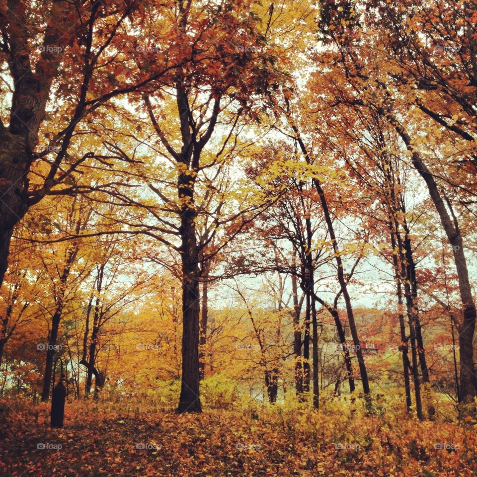 Autumn Minnesota