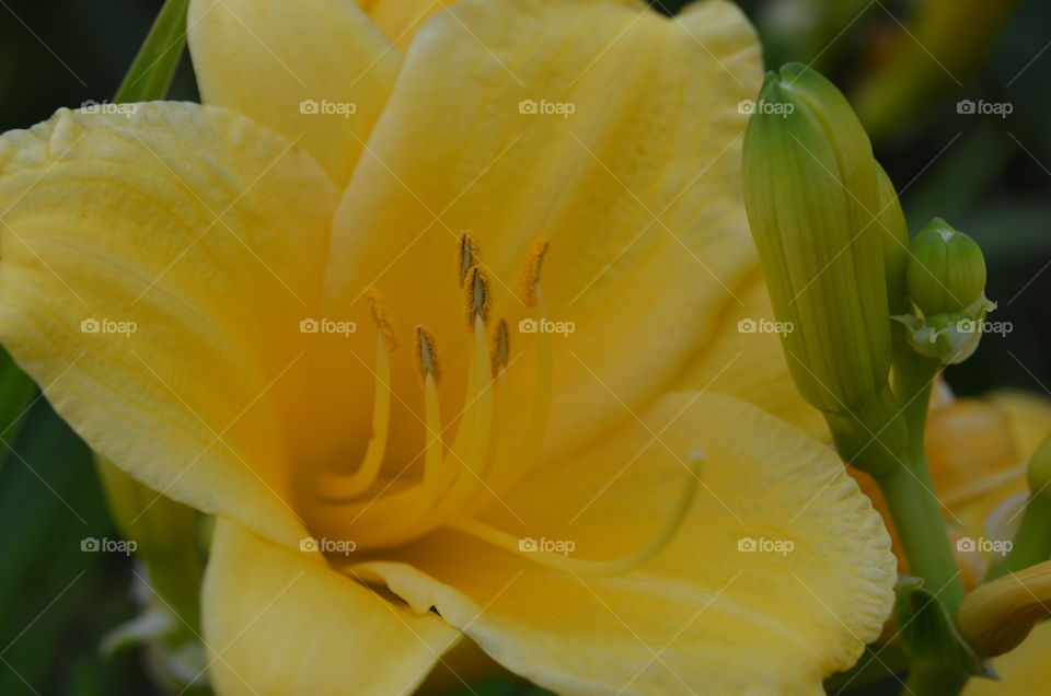 Yellow Lillies