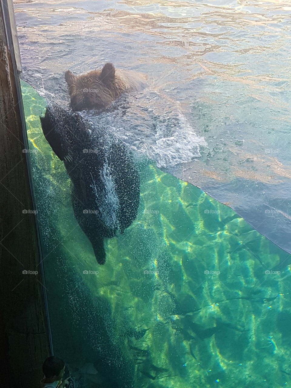 Curious large Brown bear swimming in deep habitat pool peering at visitors through glass wall