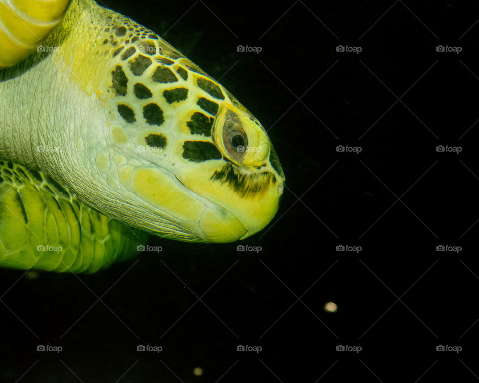 Beautiful Green Turtle at Guarujá's Aquarium, Brasil. love this close-up shot of this magnificent creature. lovely turtle eyes.