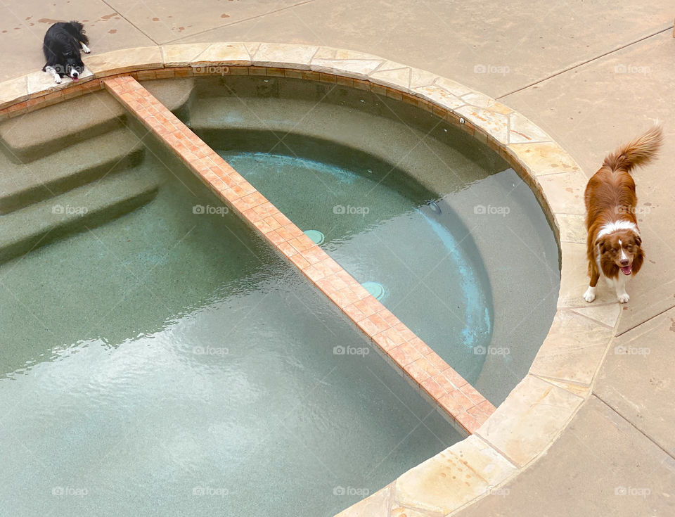 High angle view of two border collies poolside ready to swim 