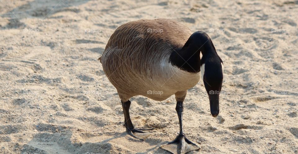 Goose on the beach